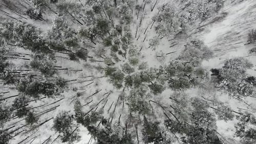 Flying over trees in a snowy forest.