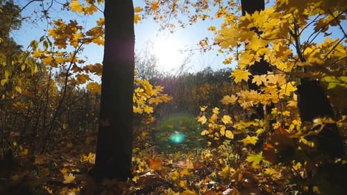 Close Up of Yellow Autumn Foliage Falls on Ground in Empty Forest. Golden Maple Leaves Coveres Lawn