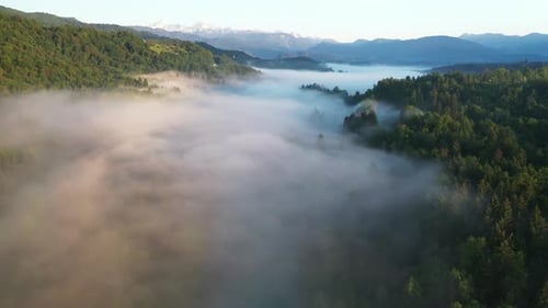 Foggy morning in the forest and landscape