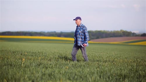 Agriculture Farmer Walking on Agricultural Young Wheat Field