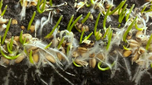 Germinating Plant Timelapse