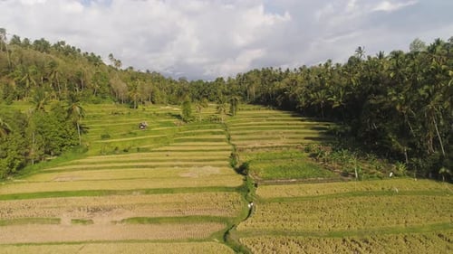 Rice Fields with Agricultural Land in Indonesia