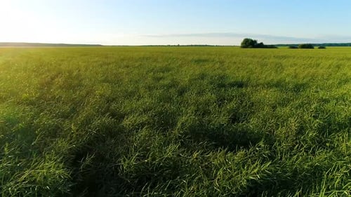 Flying over a Green Grassy Field in the Summer Day, Woods in the Background, Drone Footage