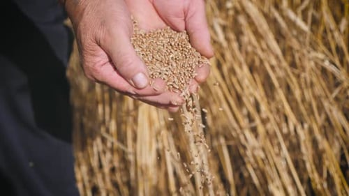 Hands Pouring Harvested Wheat Grains