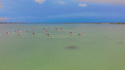 Aerial View. Flamingos, Flying Close To the Camera at Sunset Over the Lake.