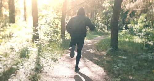 Slow Motion Shot of Man Running Through Pine Forest on Path in Woods. Runner Training Fitness and