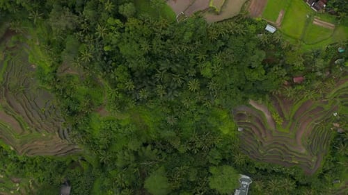 Vue aérienne aérienne de haut en bas de plusieurs rizières en terrasses sur le côté