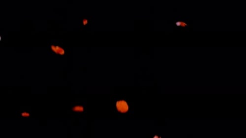 Falling Rose Petals on a Black Background