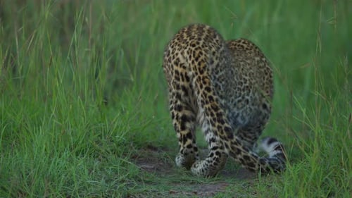 Leopard bewegt sich langsam im Gras