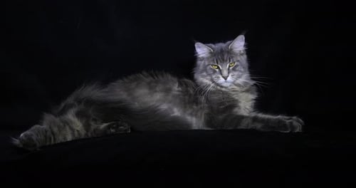 Blue Blotched Tabby Maine Coon Domestic Cat, Female laying against Black Background