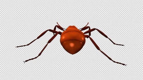 Red Ant - Crawling Loop - Rückansicht