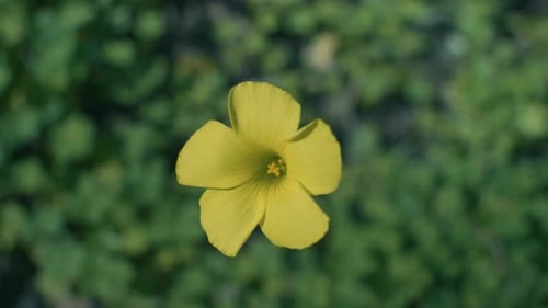Yellow Flower Blooming in Natural Sunlight