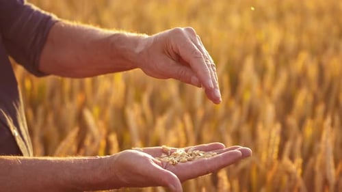 Farmer Examining Wheat Grains at Sunset
