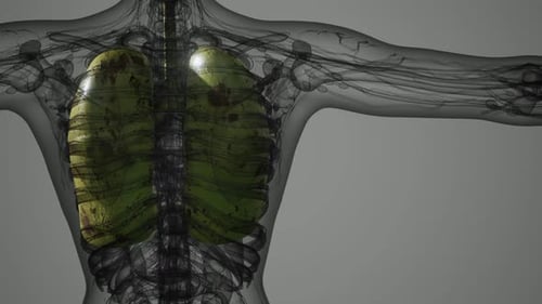 Science Anatomy Scan of Human Lungs
