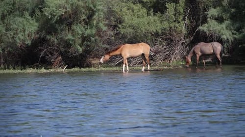 Wild Horses Drinking Water in Natural Habitat