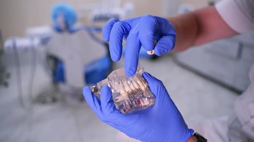 Dentist Fitting Teeth into Jaw Model