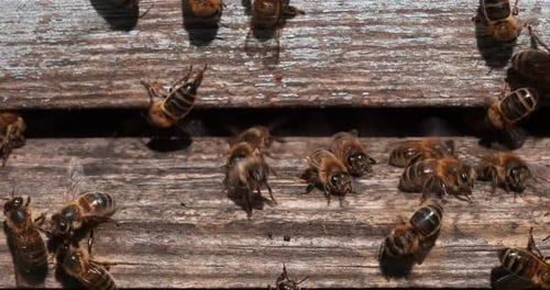 |European Honey Bee, apis mellifera, Black Bees at the Entrance of the Hive, Insect in Flight