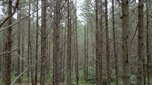 Luftflug durch einen Pinienwald