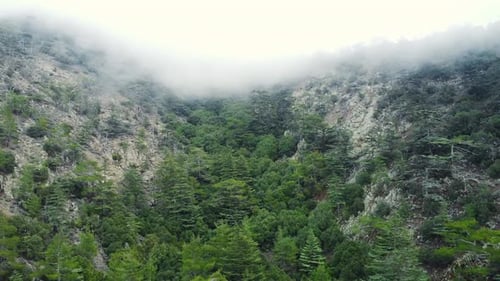 Misty Fog Blowing Over Pine Tree Forest Rainy Weather in Mountains