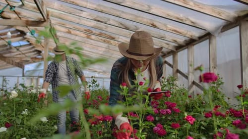 Team Work of Colleagues Modern Rose Farmers Walk Through the Greenhouse with a Plantation of Flowers