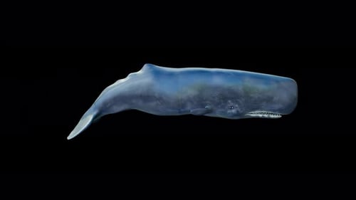 Realistic Sperm Whale Swimming Animation with Alpha Channel