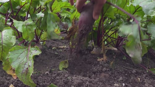 Beetroot Crop