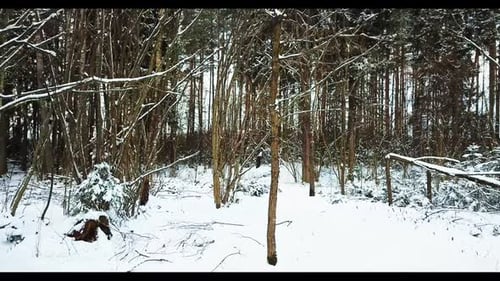 Winter Forest 11