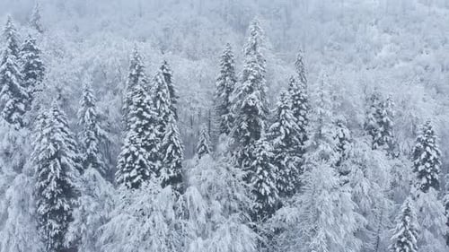 Aerial shot: spruce and pine winter forest completely covered by snow.