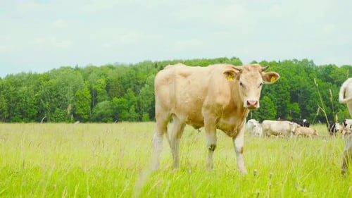 A herd of cows grazing in a meadow