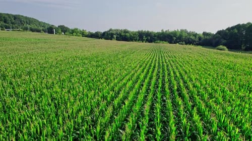 Drone Flies Over Green Agriculture Corn Field