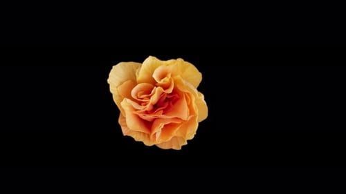 Blooming orange flower on black background close up