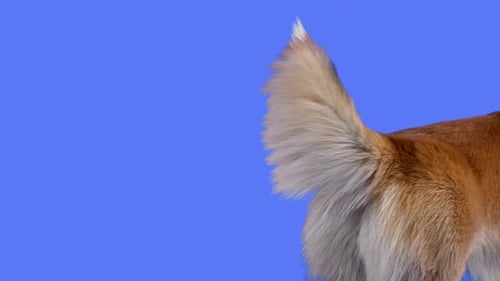 Portrait of Welsh Corgi Pembroke in the Studio on a Blue Background
