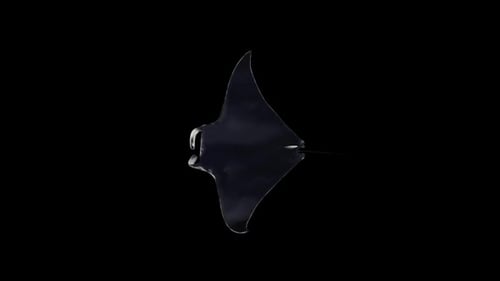 Manta Swim Top View