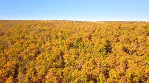 Nature Forest