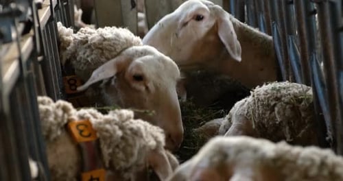 Schafe auf einer Herdenfarm