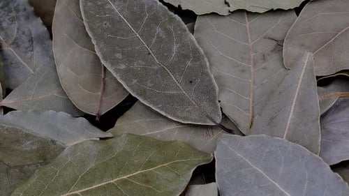 Heap of Fragrant Dried Bay Laurel Leaves Spice for Food Preparation Rotation Slowly