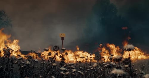 Wildfire on Agricultural Meadow on Summer Being From Forest