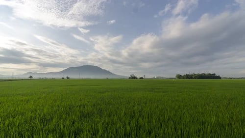 Cloudy day over vast open paddy field.