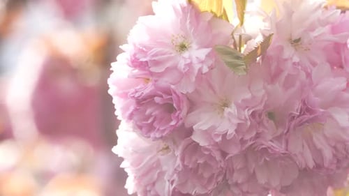 Close Up of Beautiful Pink Blossoms in Spring