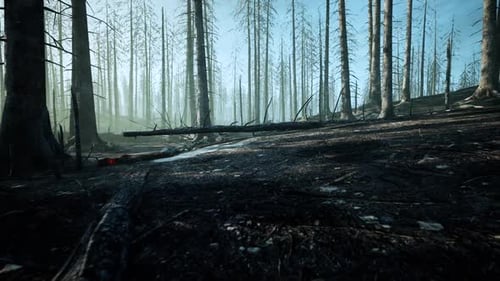 Deforestation Of Vegetation And Trees