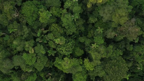 Schöne Aufnahme der Baumkronen im Amazonas-Regenwald Ecuadors