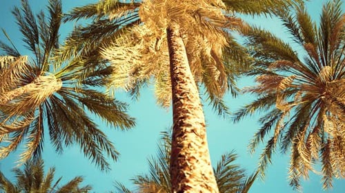 View of the Palm Trees Passing By Under Blue Skies