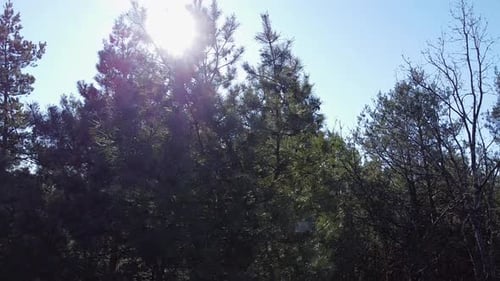 De beaux rayons de soleil traversent la cime des arbres, le soleil brille à travers le feuillage