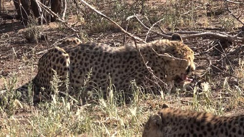 Cheetah after the hunt. Savannah of Namibia.