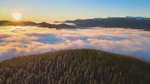 Aerial view of vibrant sunrise over Carpathian mountain hills covered with evergreen spruce