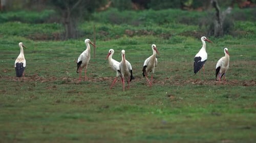 Flock of White Storks Resting in Fields