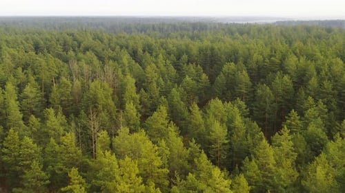 Aerial View Of Green Pine Forest Landscape. Top View In Autumn Day. Drone View. Bird's Eye View