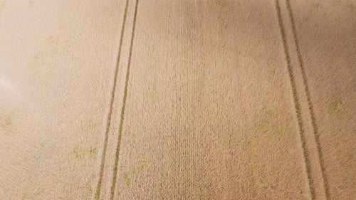 Drone Flight Over Wheat Field