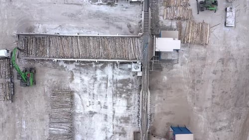Birch Logs are Moving Along a Conveyor Belt at the Factory