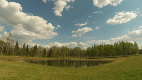 Beautiful Summer Timelapse. Birch Grove Near the Pond